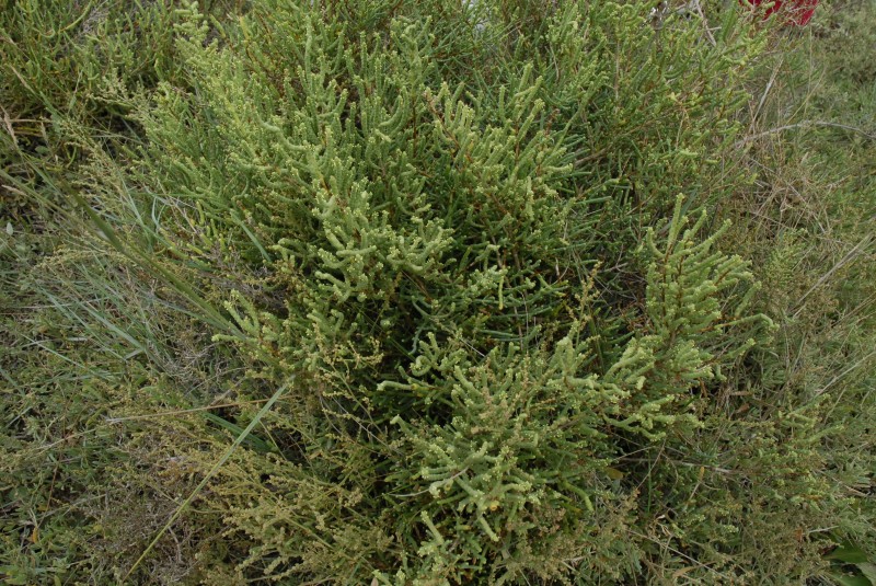 plante salicorne AGME34